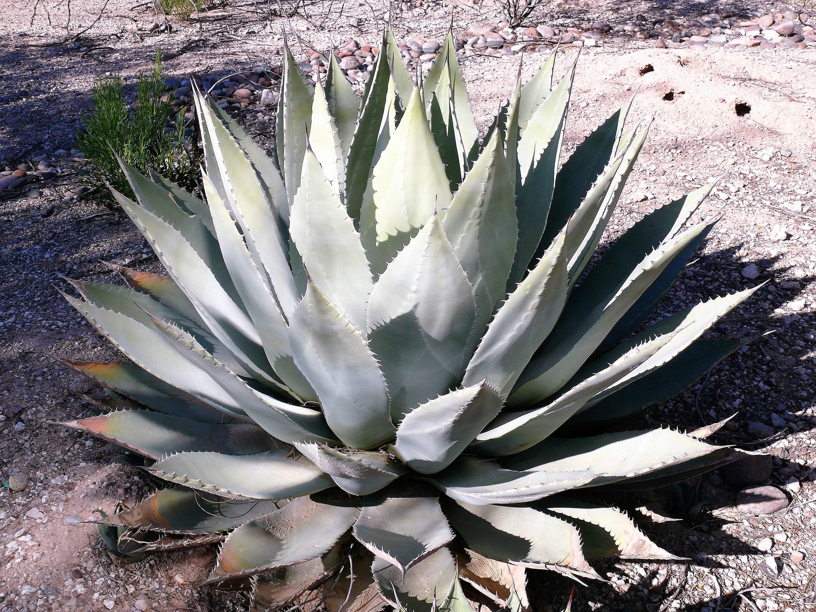5 ARTICHOKE AGAVE Parry’s Huachuca Parryi Huachucensis Succulent Cactus Seeds