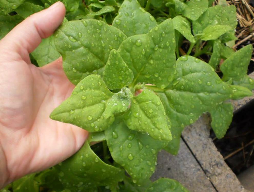 New Zealand Spinach Seeds, Perennial, HEAT & DROUGHT TOLERANT, Only Fresh Seeds