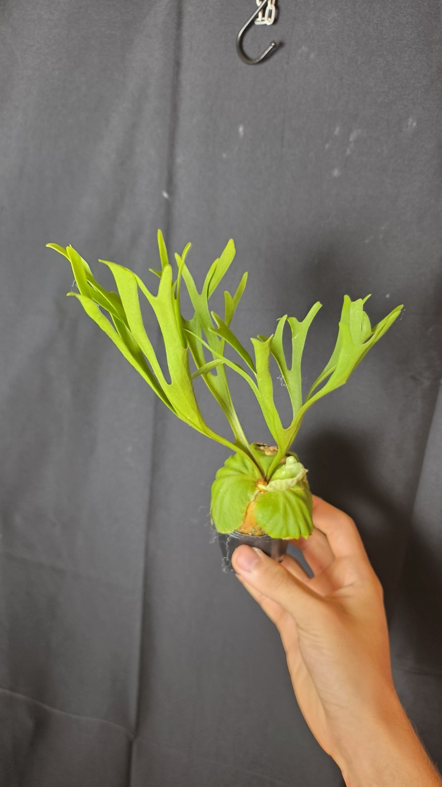 RARE Platycerium Ridleyi “Nano” USA SELLER