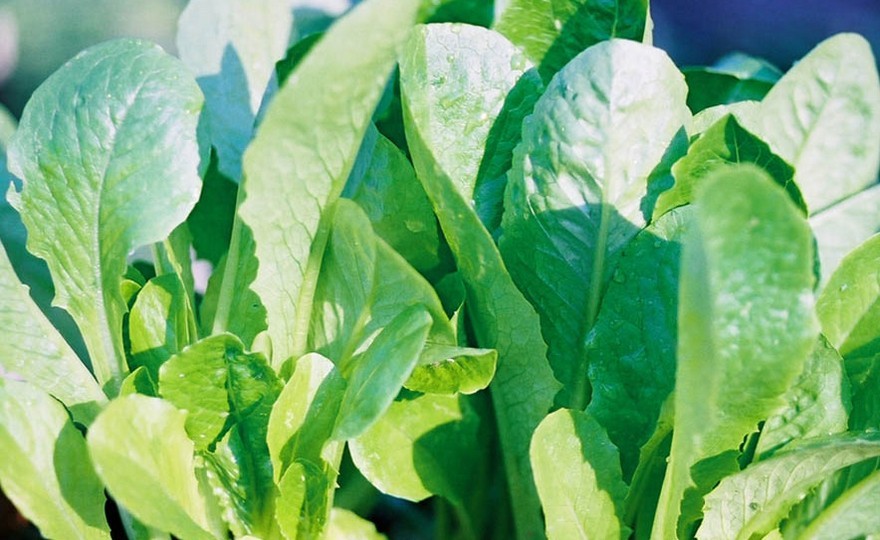 601+PARIS ISLAND Cos Romain LETTUCE Seeds Organic Spring Fall Garden Container