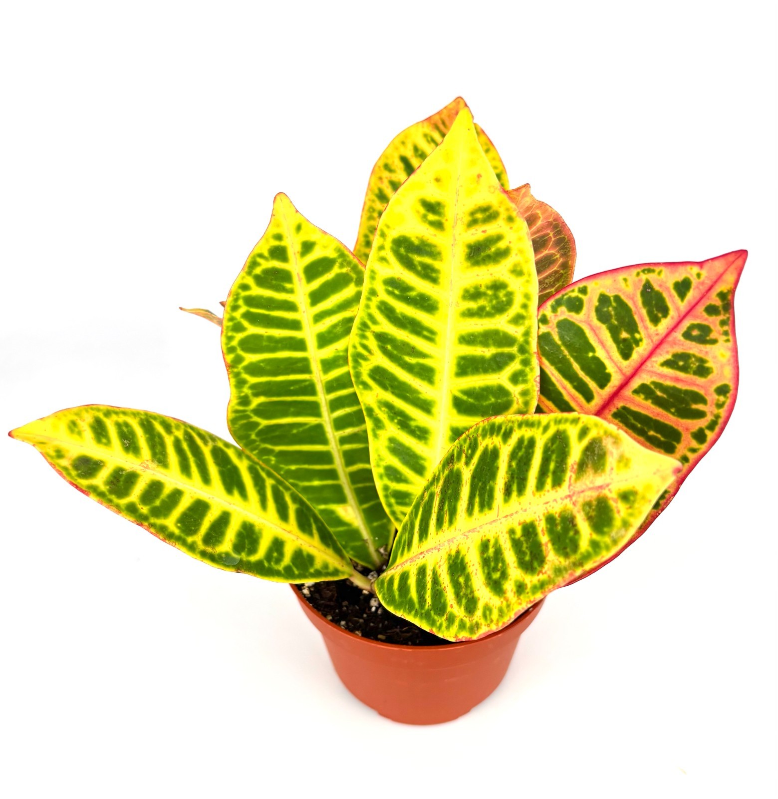 Croton Petra Air Purifying Houseplant, 4” Pot