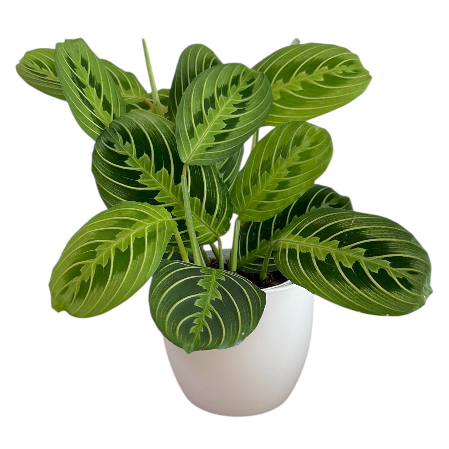 Live Plant, Lemon Lime Prayer Plant, Pet friendly, Rare, In 4.7 Inch white pot