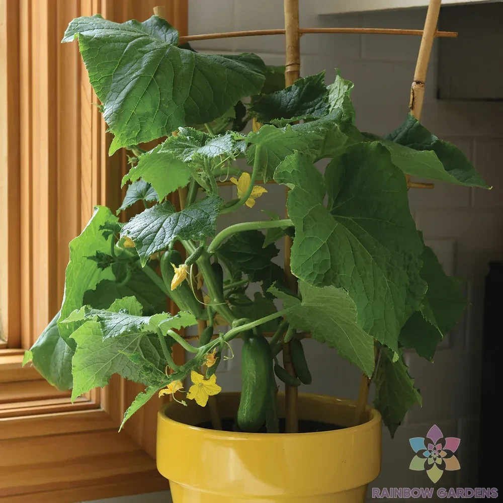 25+ Kitchen Mini Quick Snack Cucumber Seeds for Garden – USA – FREE SHIPPING!