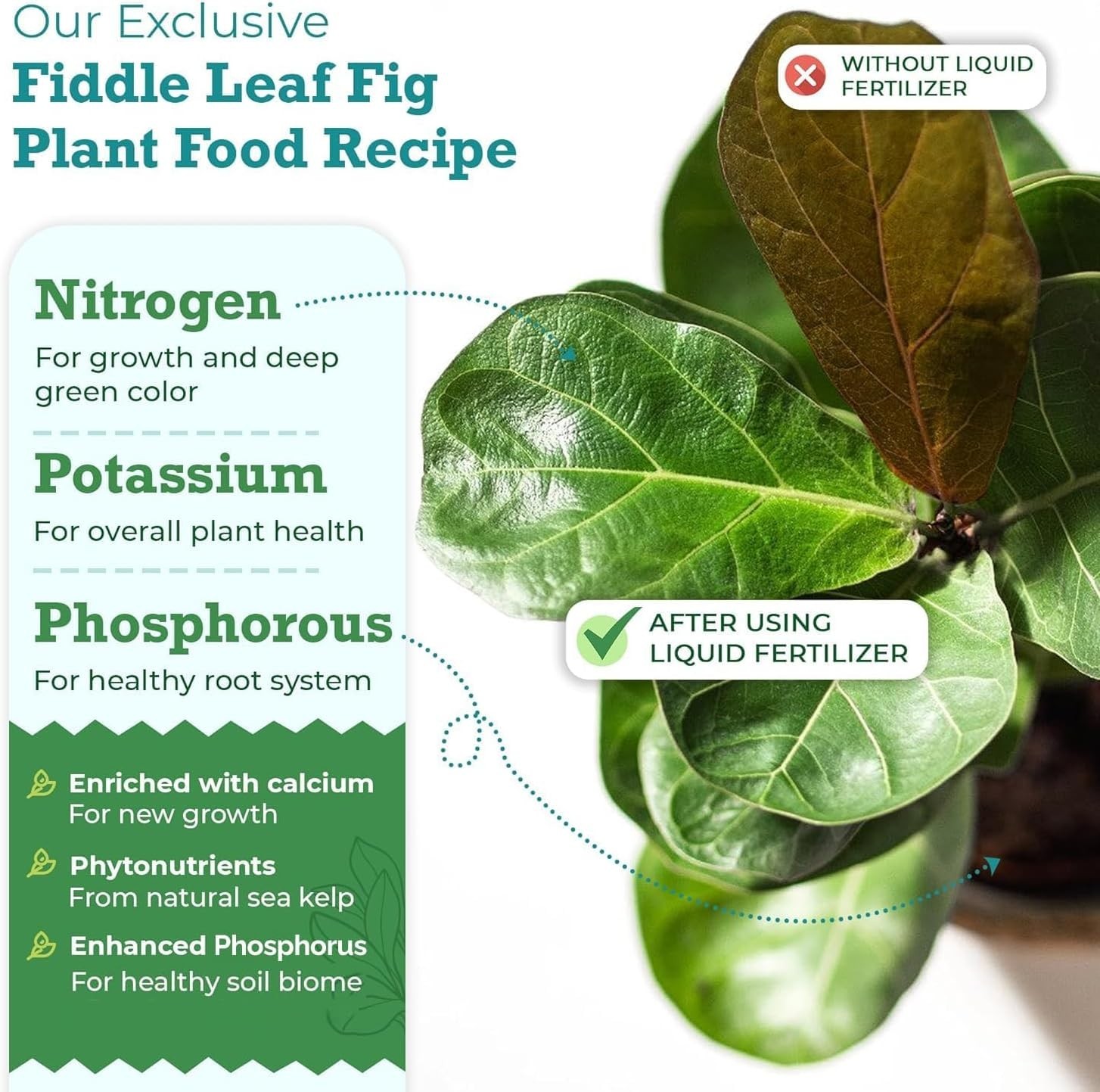 3-1-2 NPK Liquid Fertilizer for Vibrant Fiddle Leaf Figs – 8 oz Care Solution