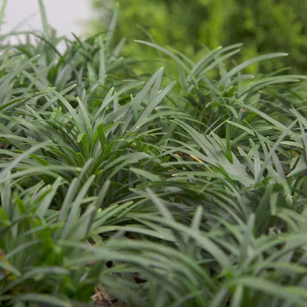 Dwarf Mondo Grass 3 1/4 In. Pots (54-Pack) – Groundcover Plant