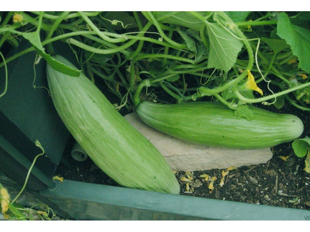 Banana melon 20 – 100 seeds rare sweet Heirloom cantaloupe musk big Heirloom 24″