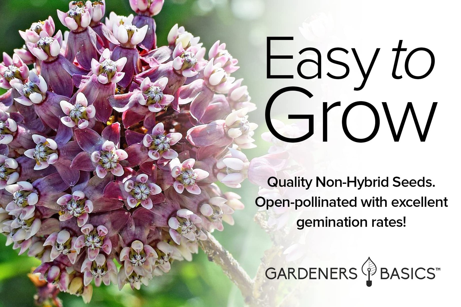, Milkweed Seeds for Monarch Butterflies (4 Variety Pack) Common, Showy, Butt…