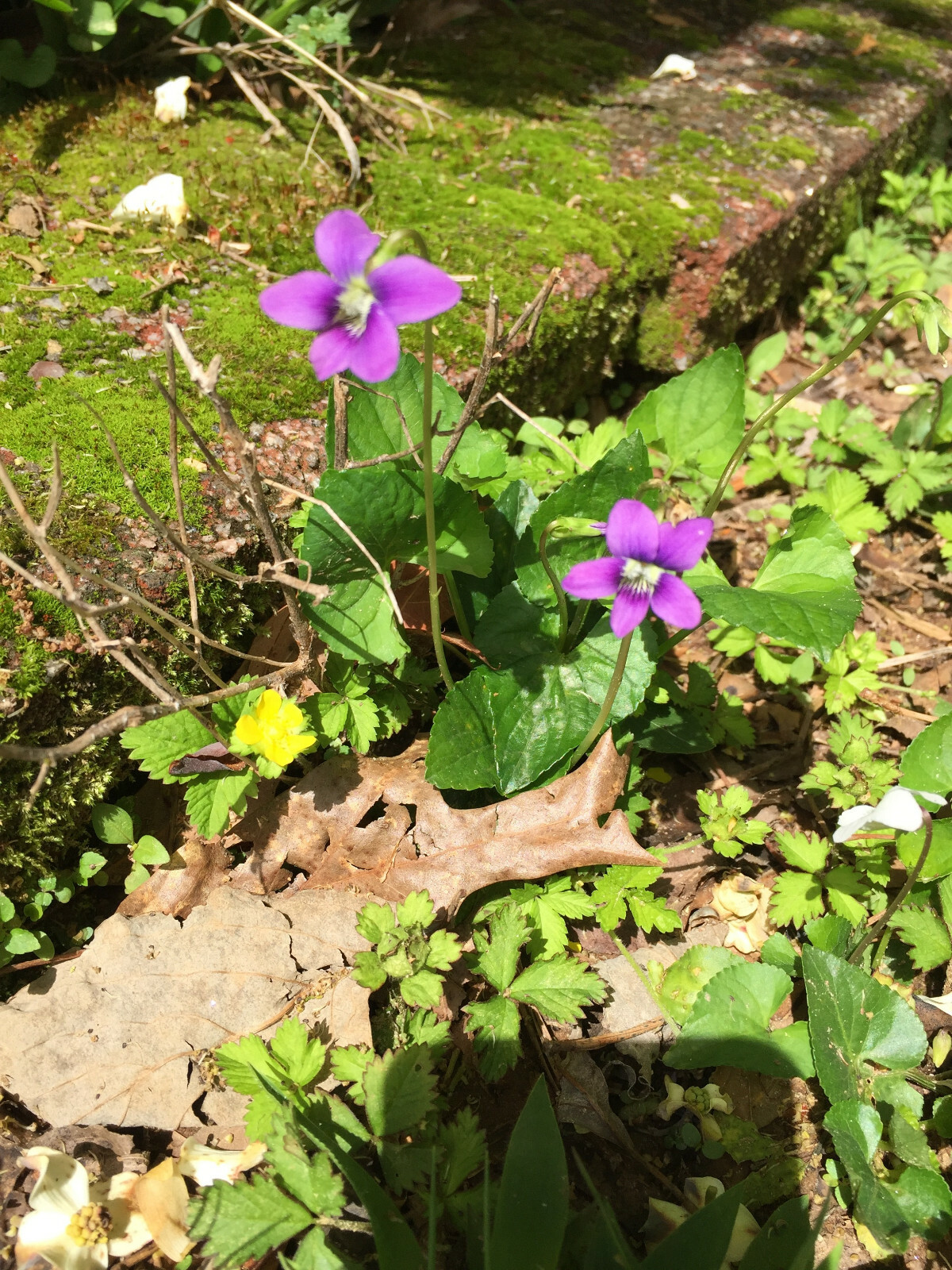 10x Purple Violets (Viola sororia) Organic, Beautiful, Edible, Native, & Easy!