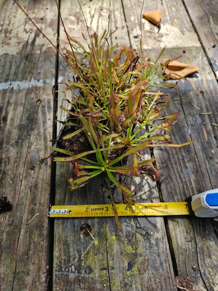 Single live Drosera capensis (cape sundew) potted complete plant kit