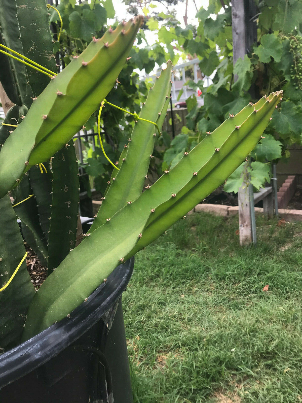 Yellow Sweet Dragon Fruit Var. “PALORA”, Pitaya Selenice 7″-10″ (2) pieces