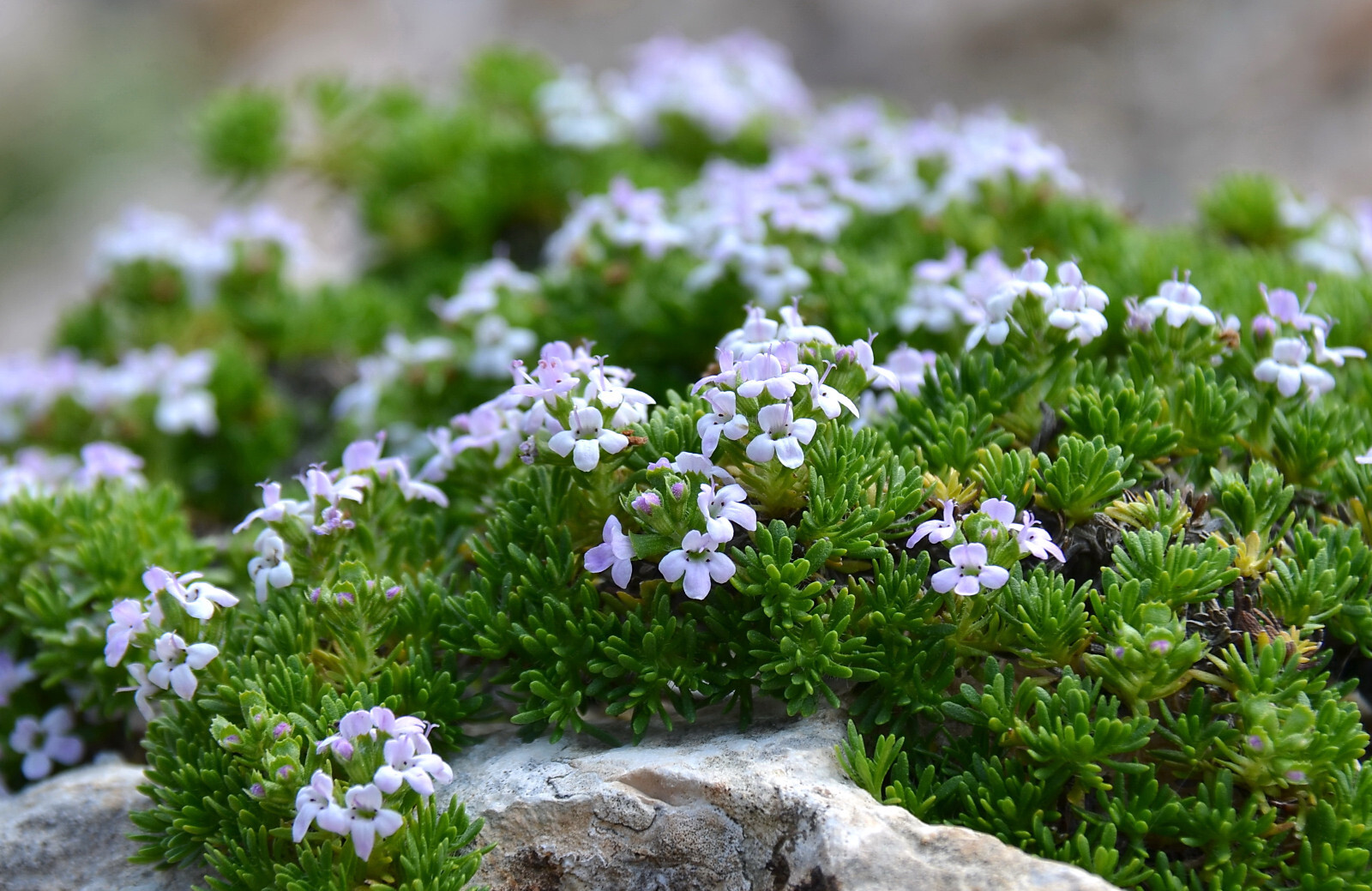 Elfin Thyme Thymus 25 Plants in 3-1/2 inch Pots