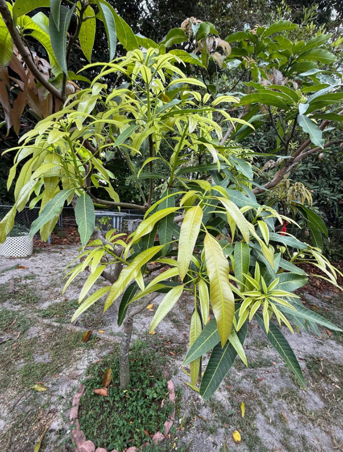 Live Grafted Orange Sherbet Mango Tree – 3 Gal Pot – Fruit Tree – No Ship to CA