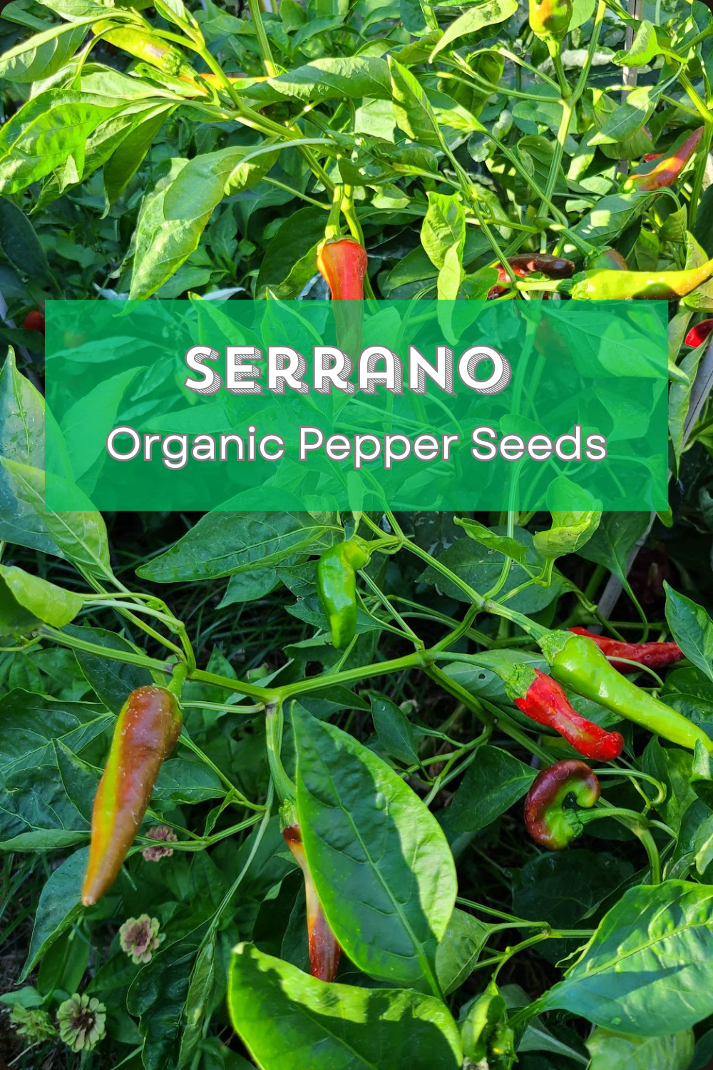 SUMMER SURVIVAL GARDEN ⭐ Homestead Collection ⭐ 18 Heirloom Herb & Veggie Seeds