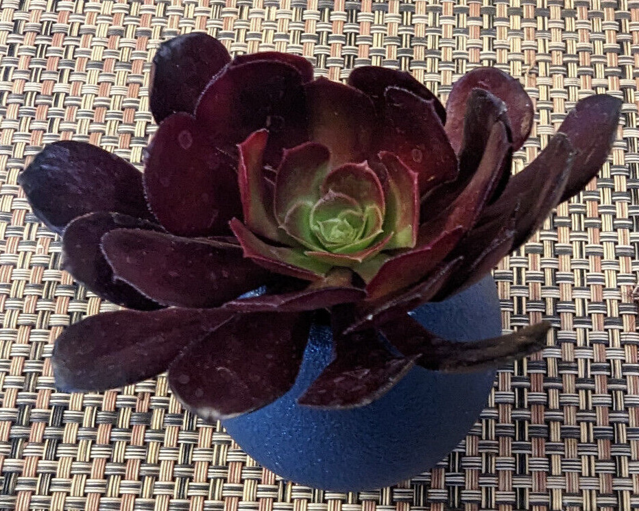 QUARTET (= A SET OF 4 DIFFERENT) AEONIUM CUTTINGS – 2″ (= 5 CM) DIAMETER