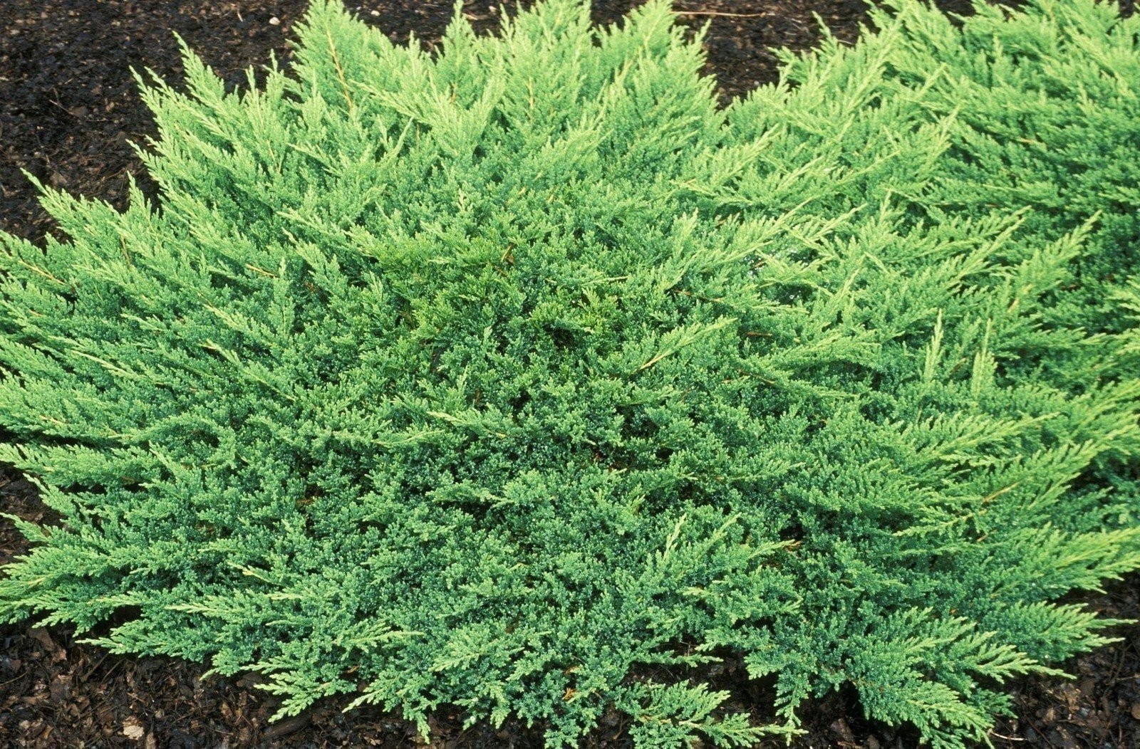 Juniper Prince of Wales | 2 Inch | Juniperus horizontalis | Groundcover Plant