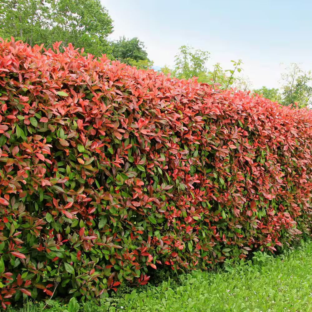 5-Container Red Tip Photinia Evergreen Privacy Shrub (2-Pack)