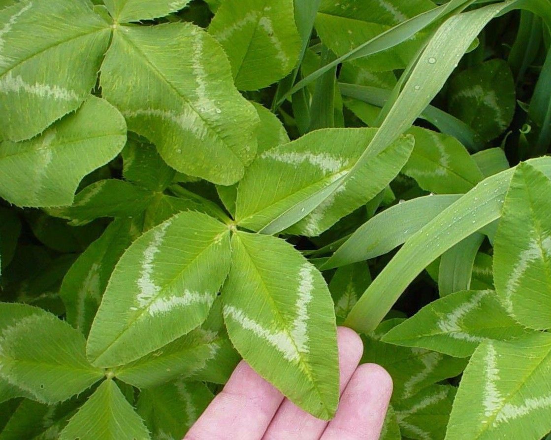 Seed Ranch Arrowleaf Clover – 1 Lb.
