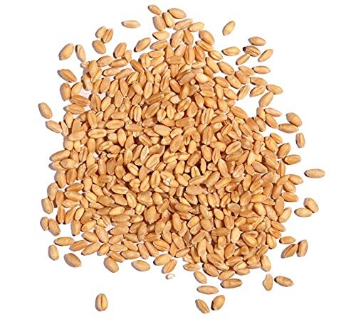 2 Lbs Wheat Cover Crop Seeds – Non-GMO Rye – Deer & Turkey Food Plot Seed – Wint