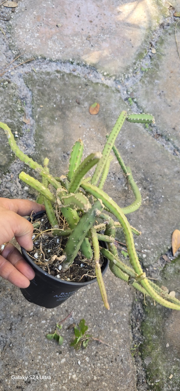 Selenicereus Pteranthus Plant Well Rooted In 4 Inches Nursery Pot