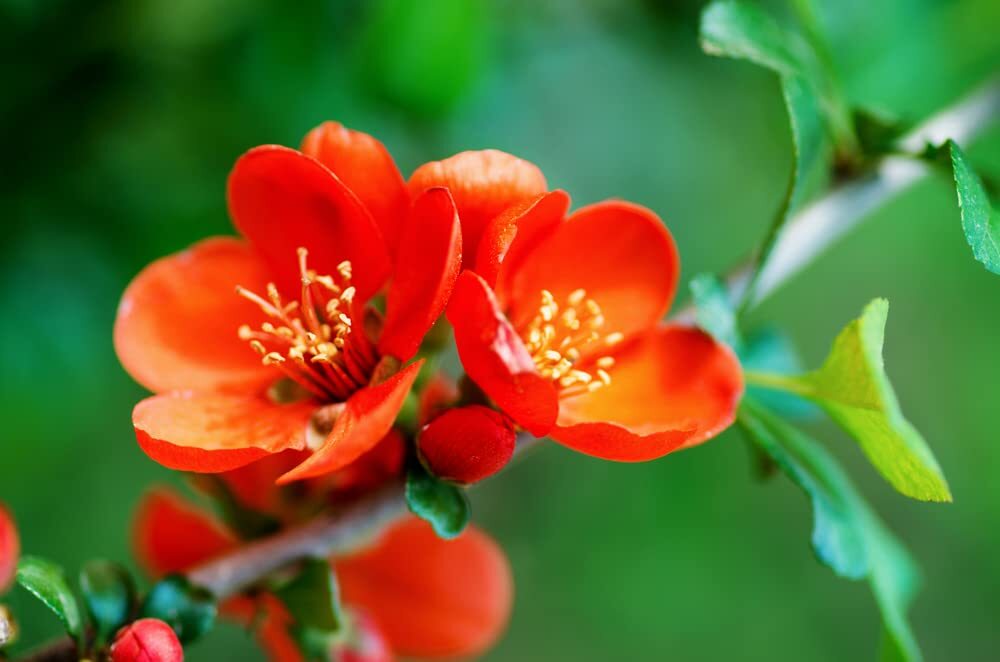 Chinese Quince Bonsai Tree Seeds for Planting (20 Seeds) – Chaenomeles sinensis