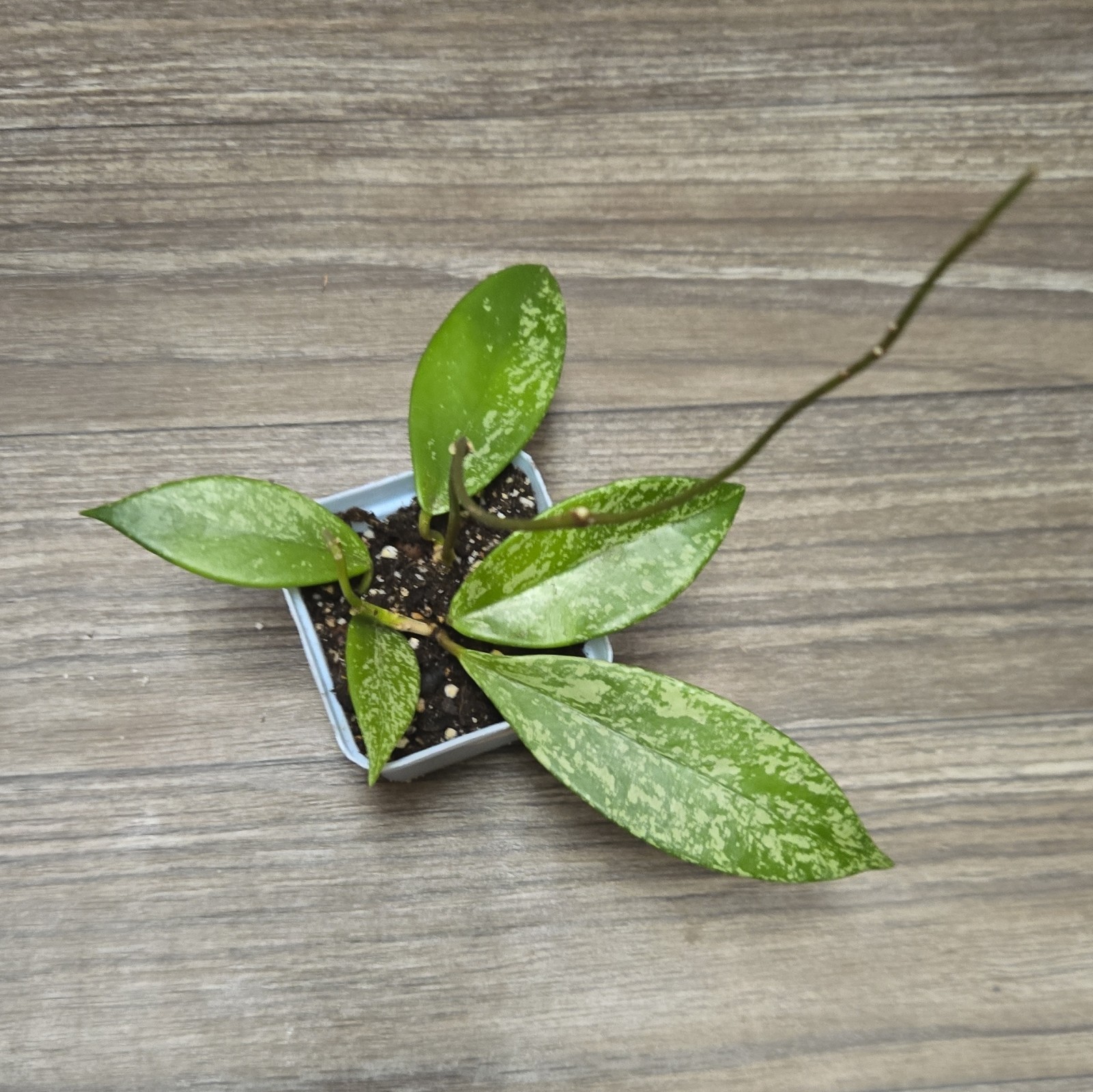 Hoya Pubicalyx Splash Starter Plant 2 Growth Points Light Roots Long Vine! #EPS4