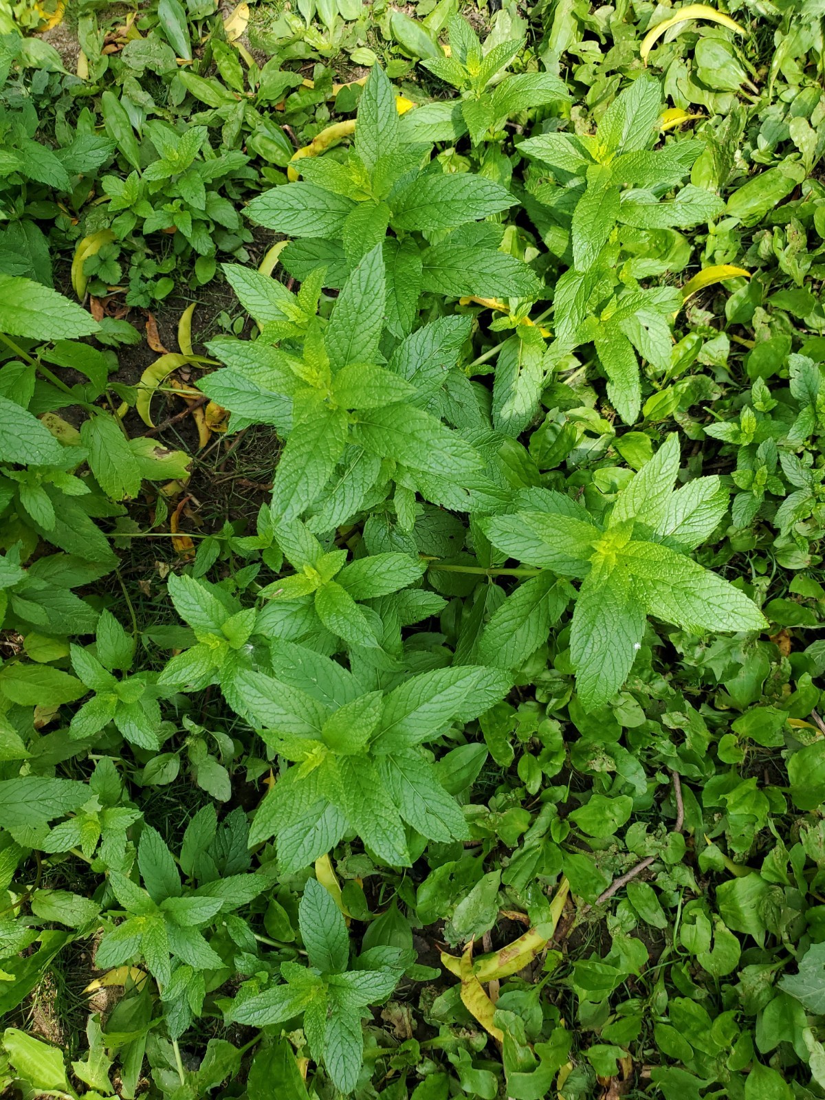 Mojito Mint Live Root