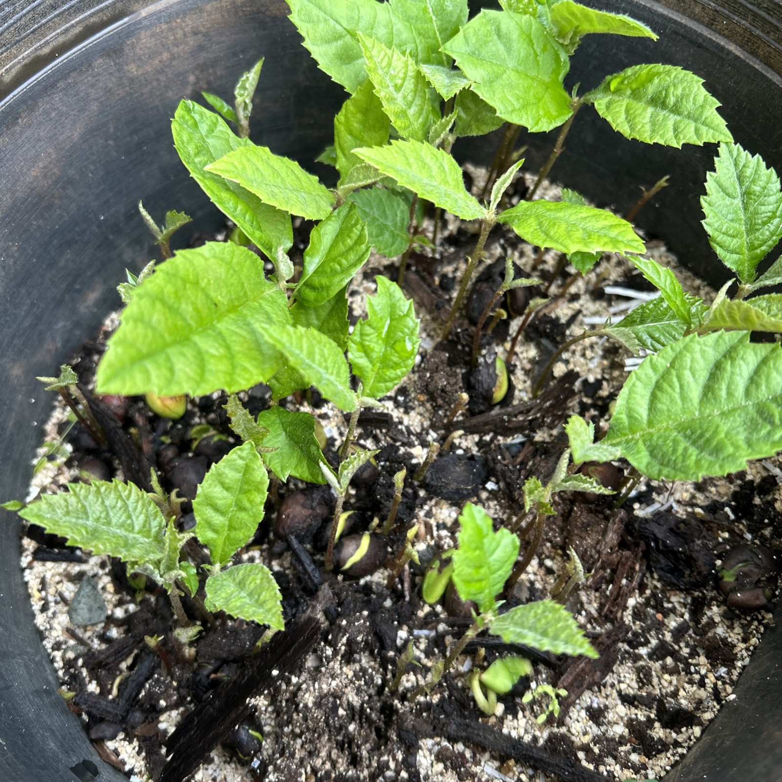 10 Loquat Rooted Plant(No Dirt) 1-3 Inches