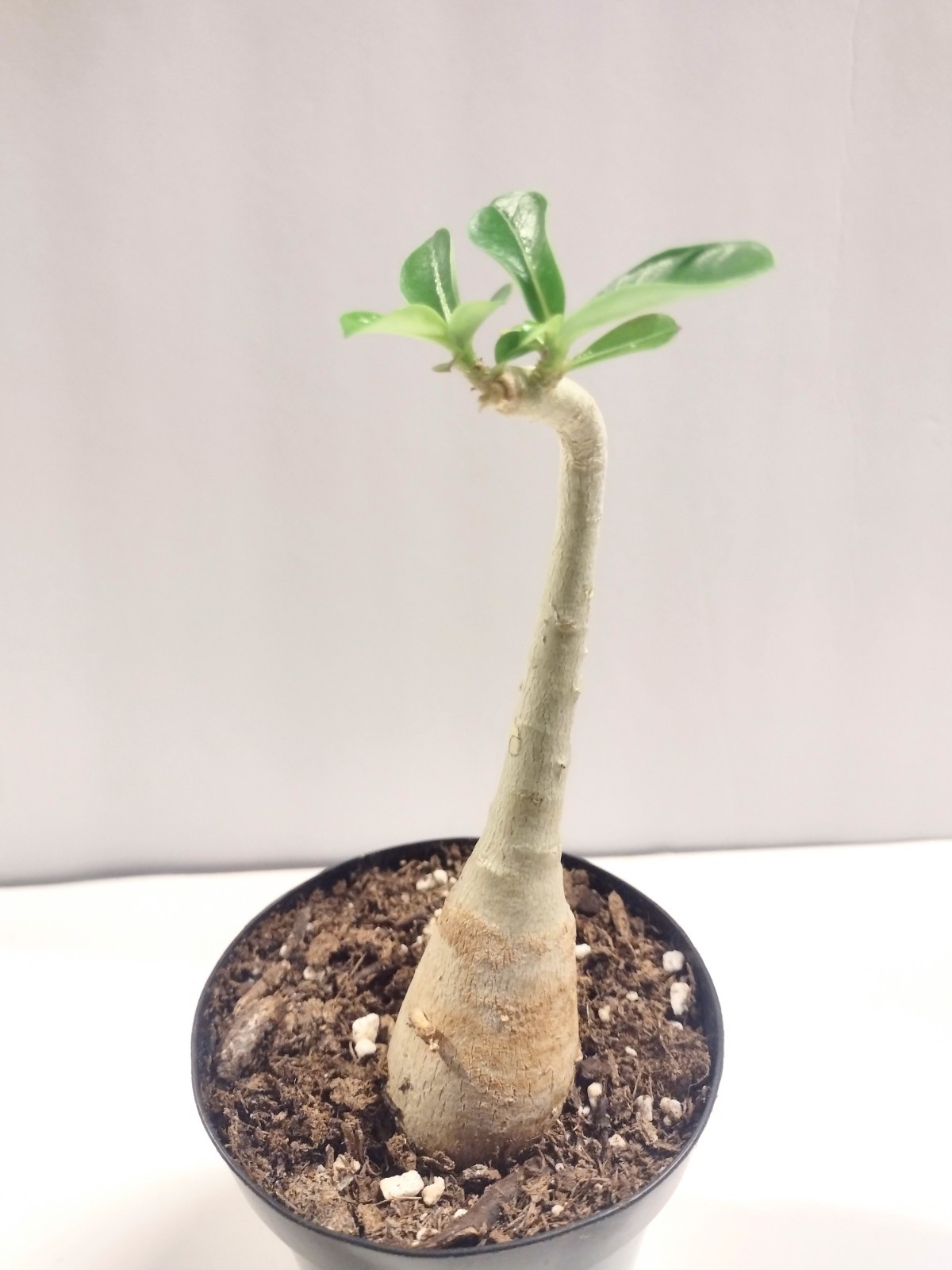 Desert Rose Live Plant