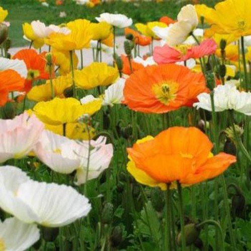 10000 Seeds Poppy Seeds – Alpine Poppy Flower Seed