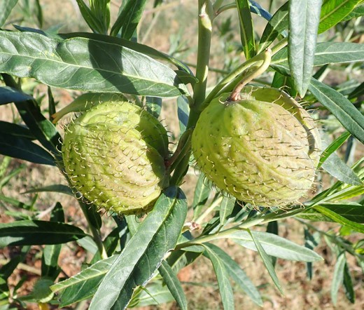 BALLOON PLANT Gomphocarpus Physocarpus – 50 Bulk Seeds