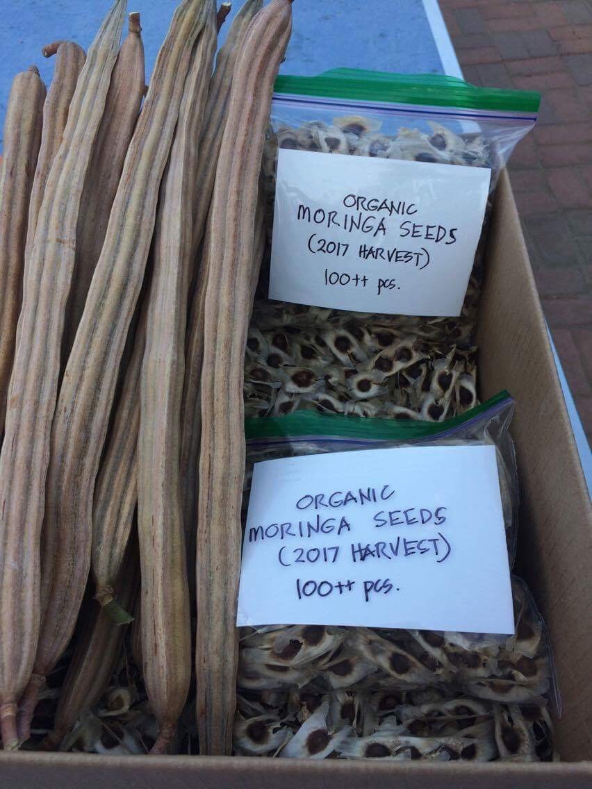 Malunggay Seeds (harvested in Palm Springs)