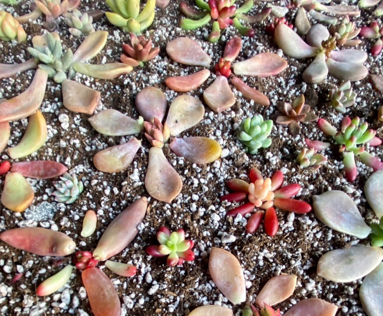 50 Colorful All Different Succulent Leaves Starter Kit Easy Propagation FREESHIP
