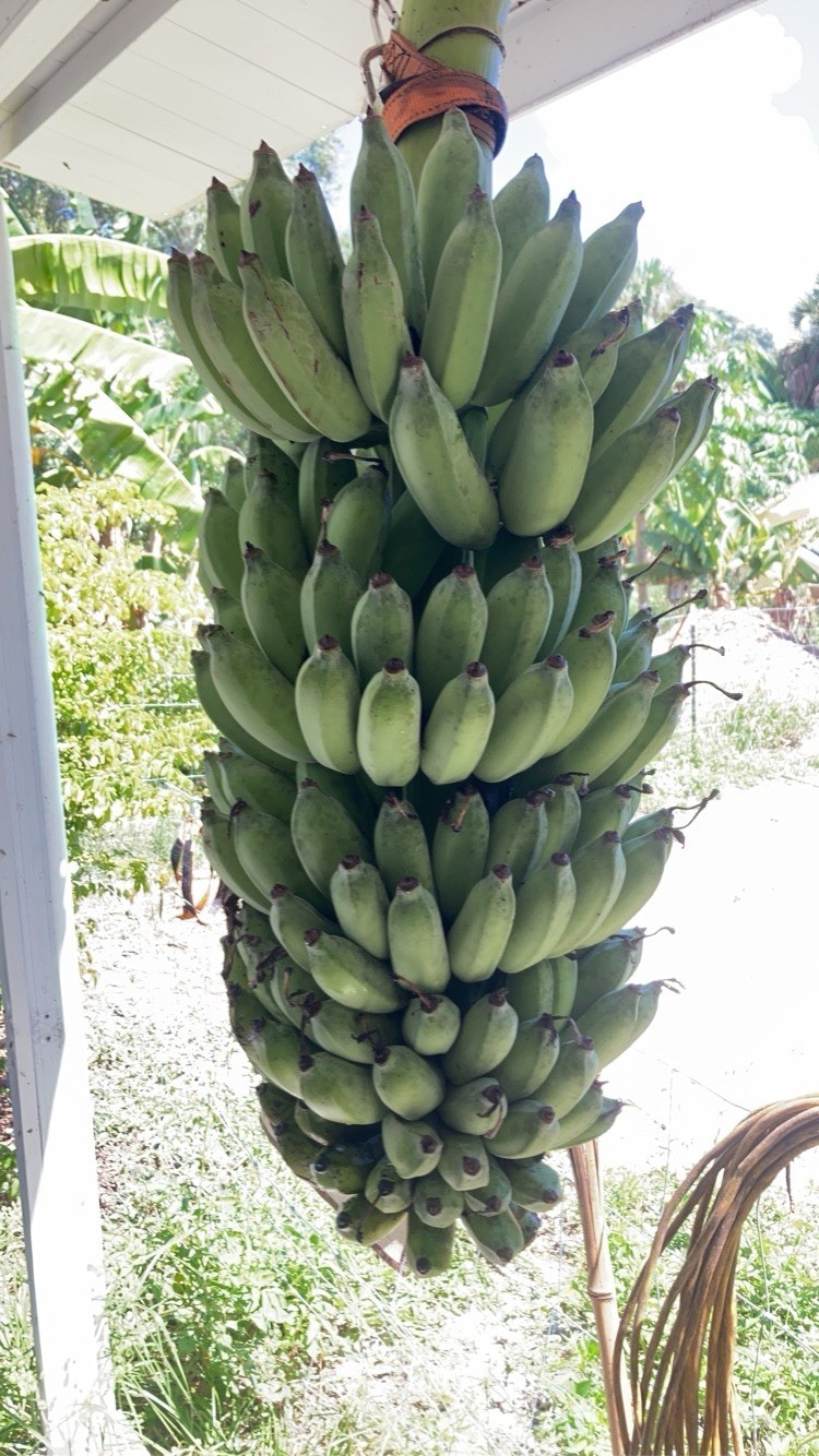 Ice Cream Banana Dwarf Namwah Blue Java Live Plant guaranteed bananas
