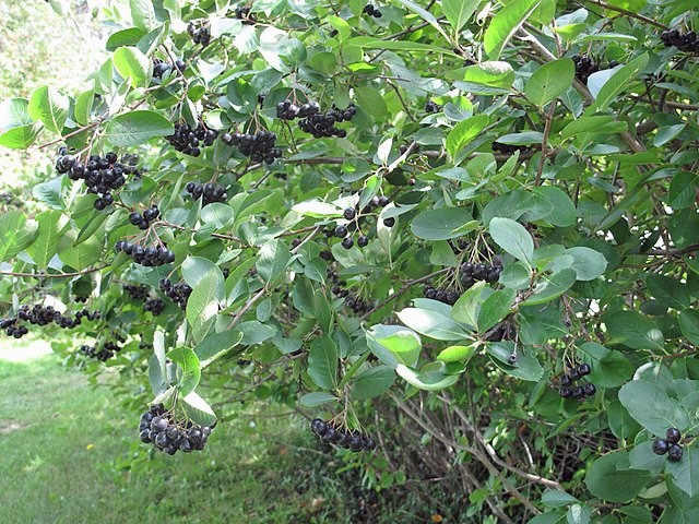 Aronia melanocarpa | Black Chokeberry | 100 Seeds