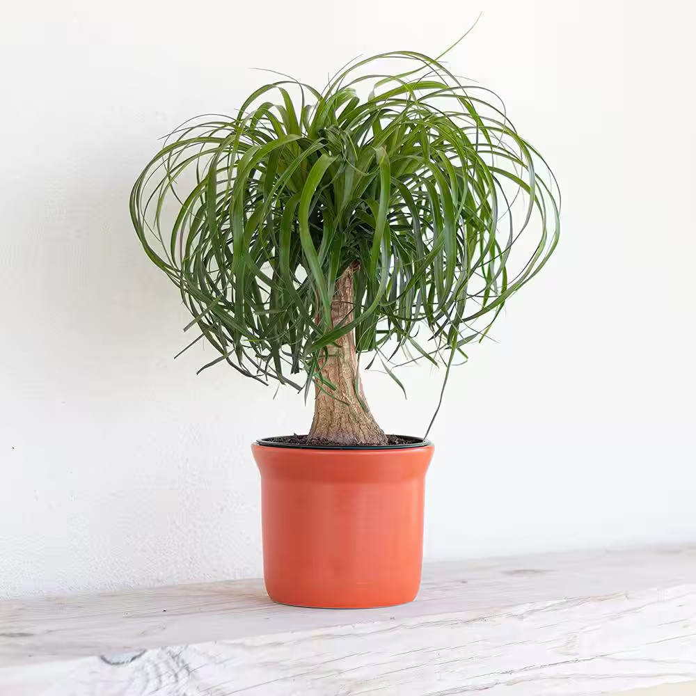 Ponytail Palm Beaucarnea Recurvata Live Easy Care Plant in 6 Inch White Decor Po