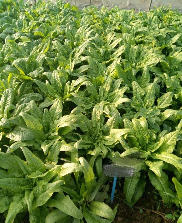 200+Organic Celtuce Seeds 莴笋种子2023年新种子