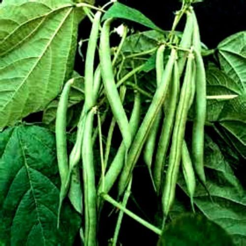 Kentucky Wonder (Bush) Beans – 30 Seeds Great taste