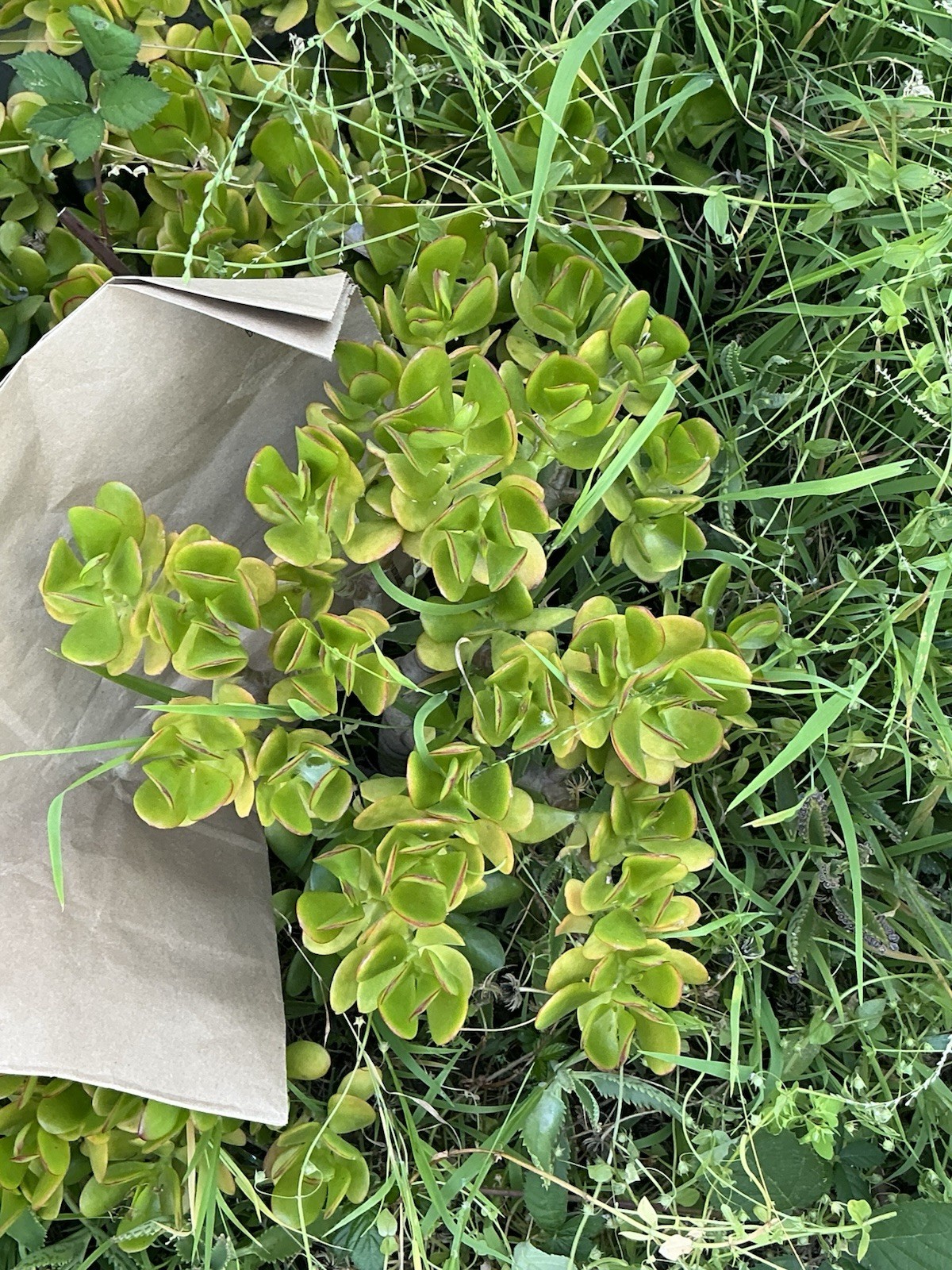 Healthy lush green Crassula Ovata Jade Plant cluster, Rooted 19” tall with roots