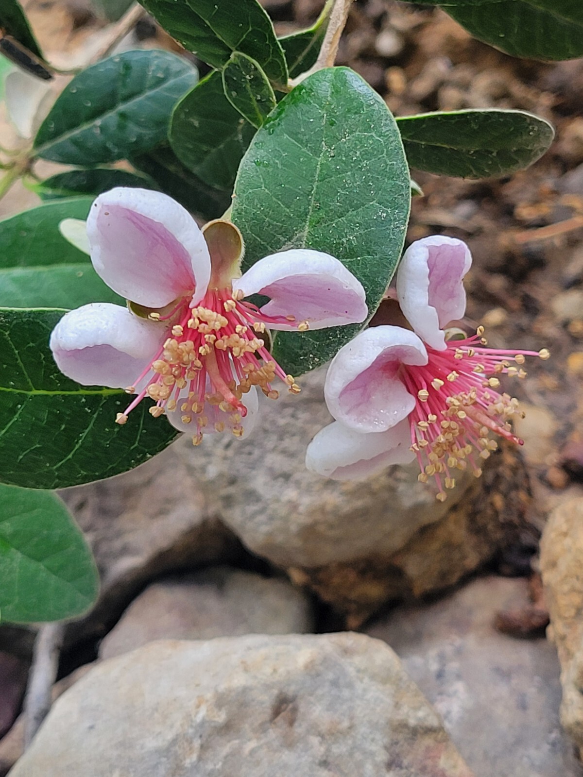 Pineapple Guava Cuttings Pollinator Perfect For Rooting Grafting Edible Flowers