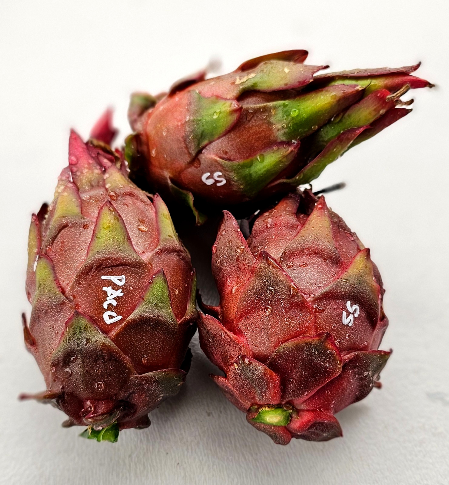 Rooted Dragon Fruit Cuttings (12 to 16 inches long) 20 Plus Varieties