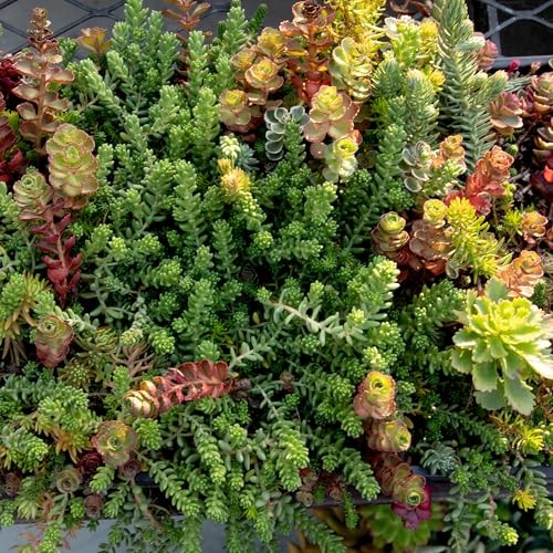 Live Sedum Succulent Mat 10 In. By 20 In. Plant Tray For Landscaping Stonecrop