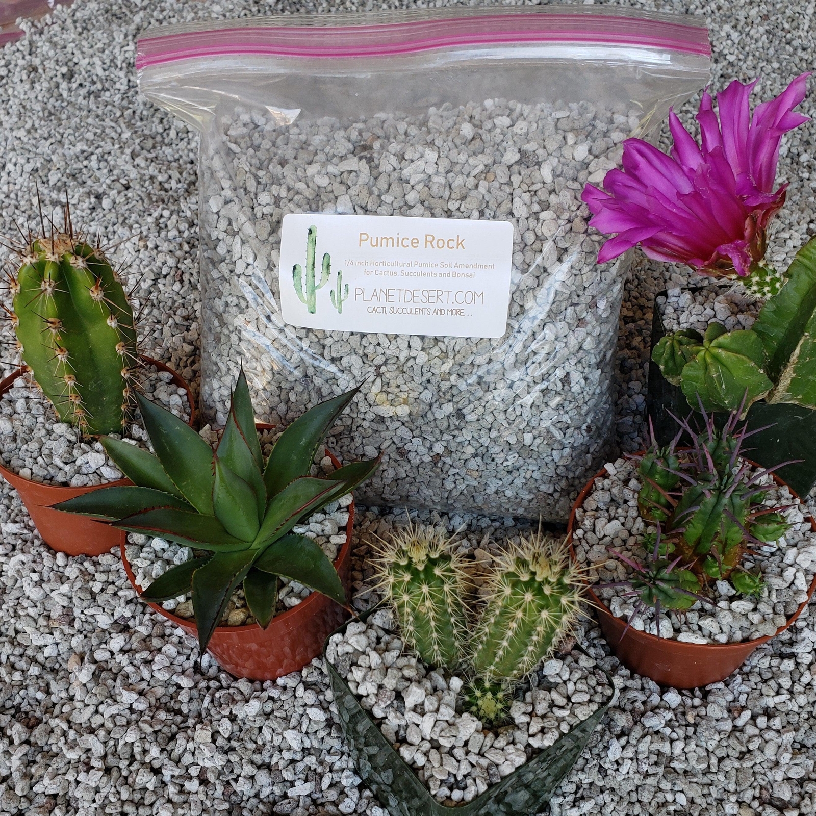 2 Quarts 1/4 Pumice Rock Horticultural Cactus Succulent Bonsai Amendment cactus