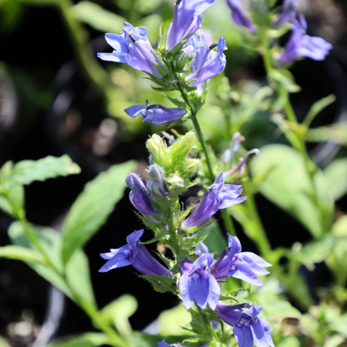 Blue Lobelia Live Plant – 2-5″ Tall – 3″ Pot – Compact Blue Flowering Plant