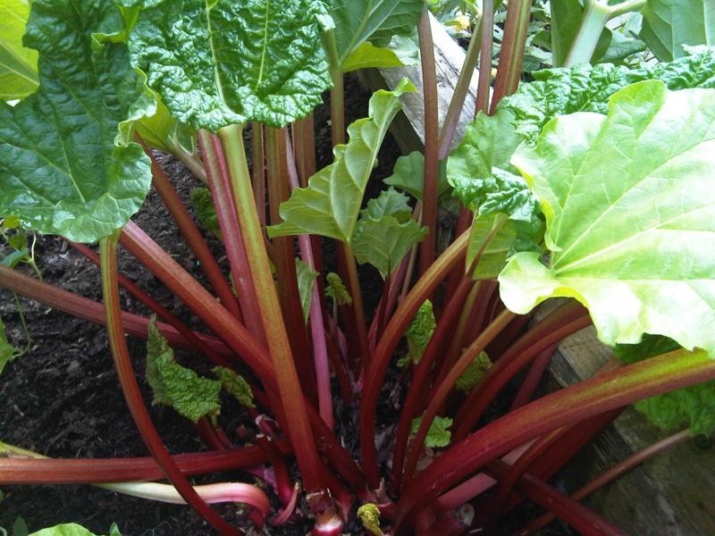 RHUBARB * CRIMSON STALKS * WITHSTANDS HOT TEMPS *