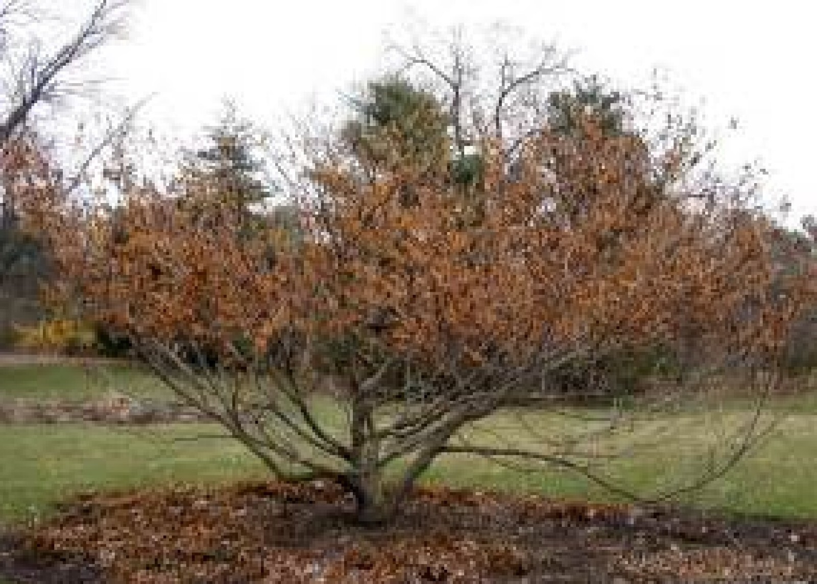 Vernal Witch Hazel {Hamamelis vernalis}Flowering Shrub 15 seeds Free Shipping!