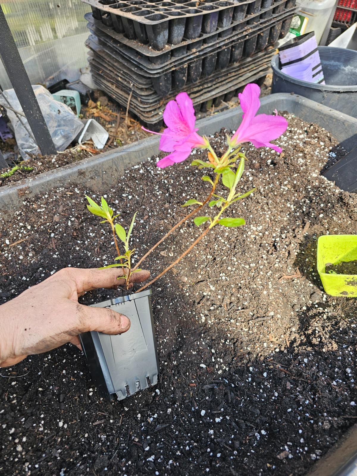 2-PACK live medium Purple Formosa Azalea shrub plant, growing in 4″ pots