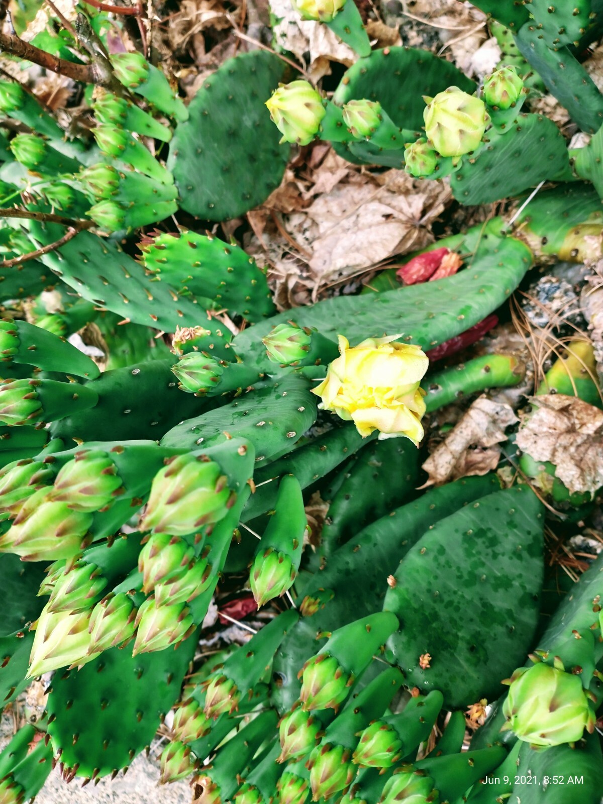 Prickly Prickley Pear Cacti Winter hardy 15 pad cactus