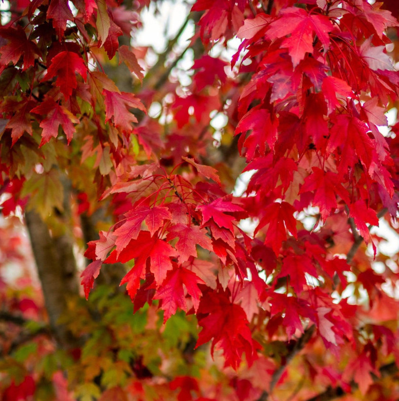 Live Red Maple Tree – Acer rubrum – 6–12” Tall – 4” Pot – Deciduous Shade Tree