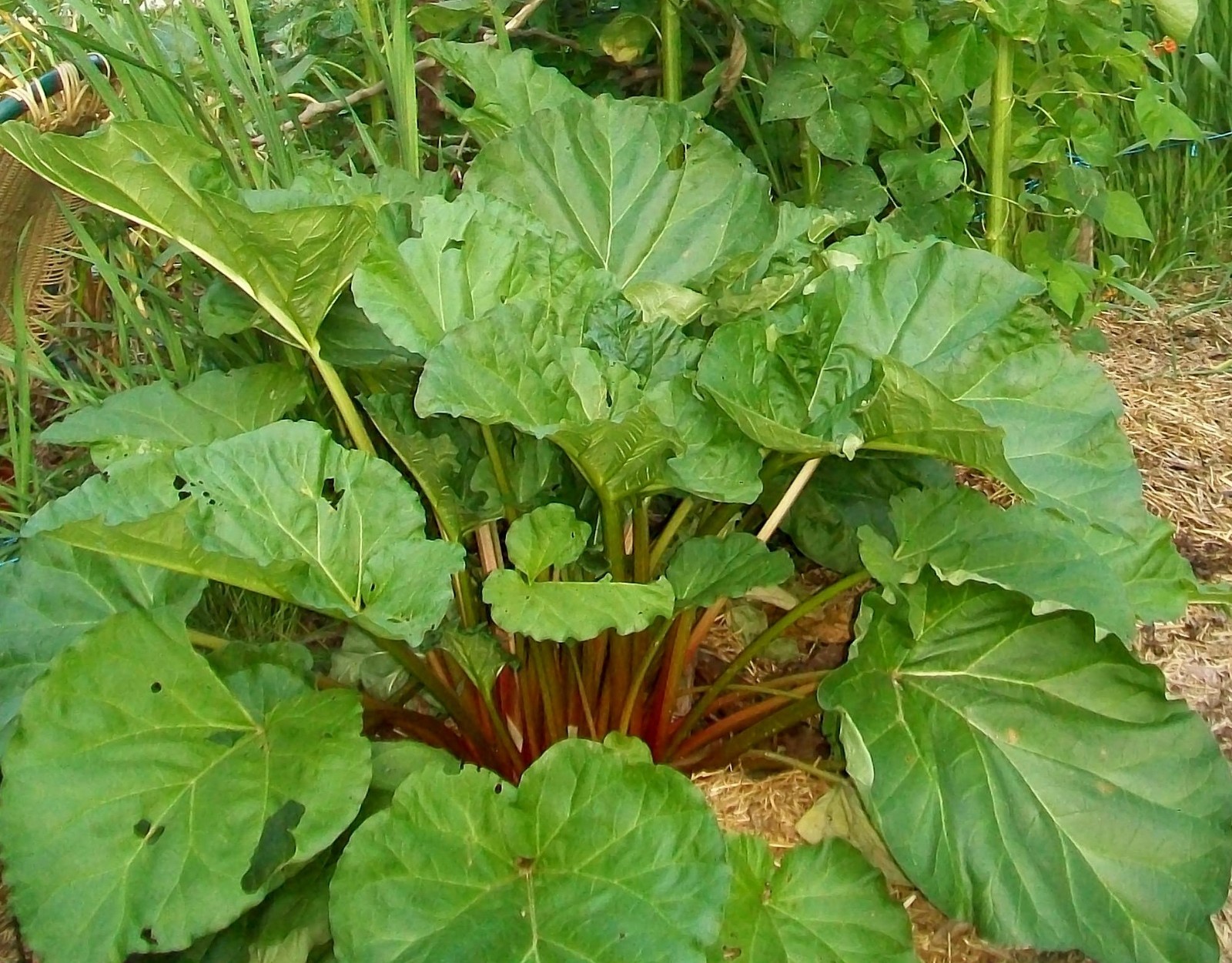 Old Time Rhubarb 100 Seeds from my “Organic” Homestead Garden, July 2025 Harvest