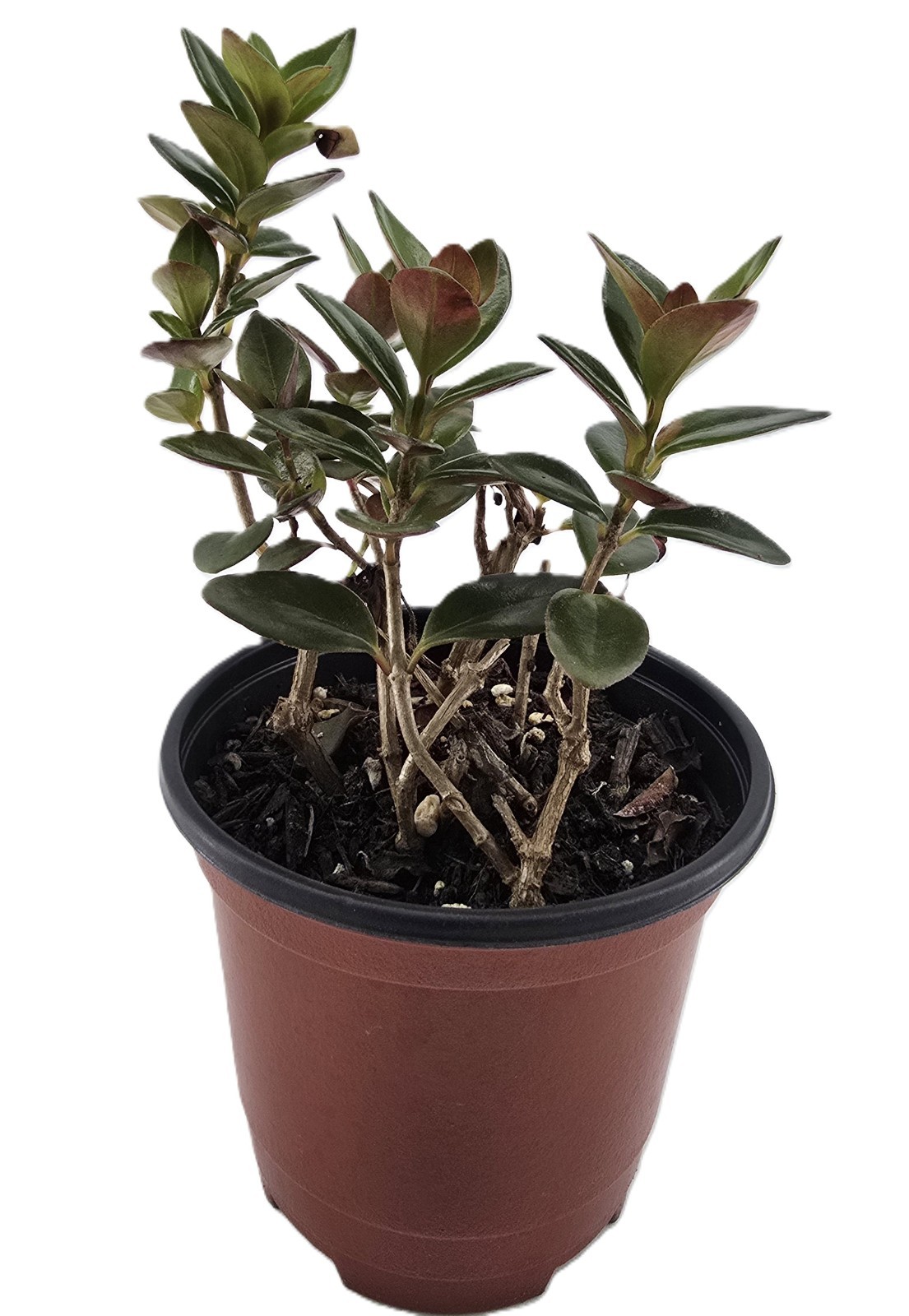 Black Goldfish Plant| Nematanthus Gregarius| Live Houseplants| In 4″ Nursery Pot